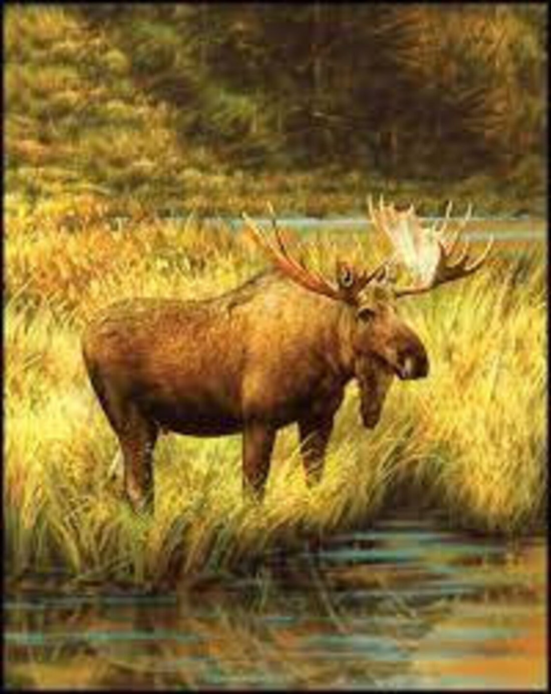 Moose Fabric Panel 36"x43", PD6480 Majestic Outdoors fabric by Penny Rose Fabrics, Moose Wall Hanging, Moose Quilt