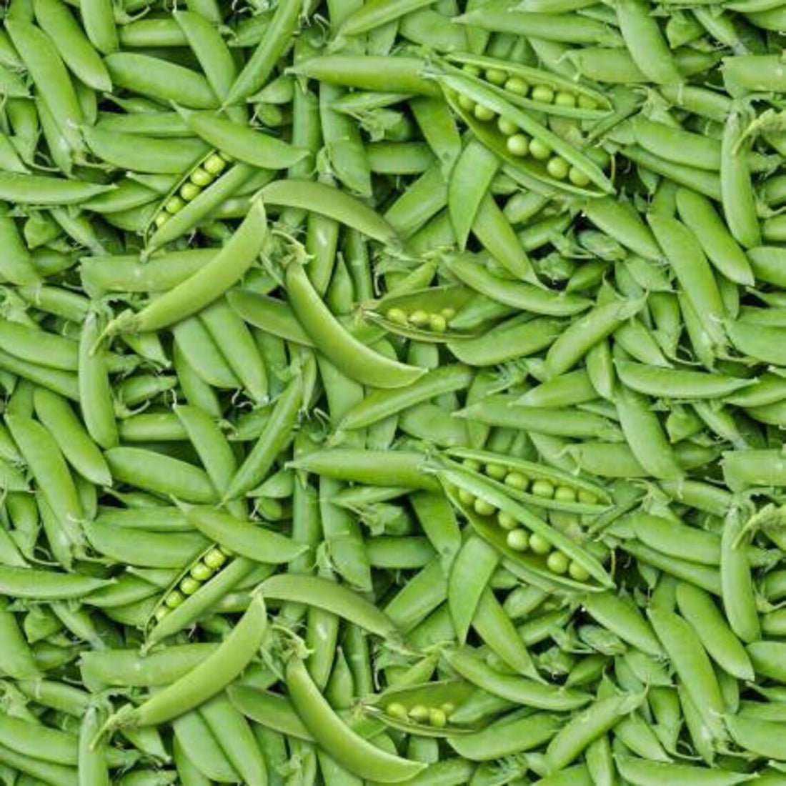 Peas Fabric, Sold by the Half Yard, Garden Peas, Elizabeth Studios, Food Fabrics