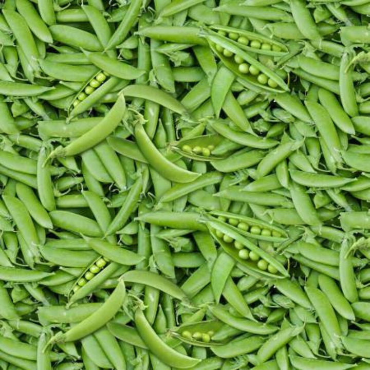 Peas Fabric, Sold by the Half Yard, Garden Peas, Elizabeth Studios, Food Fabrics