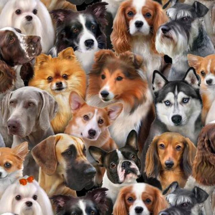 Dog Breeds Fabric Sold by the Half Yard, All Over Dogs by Elizabeth's Studio, # 1314-BLK