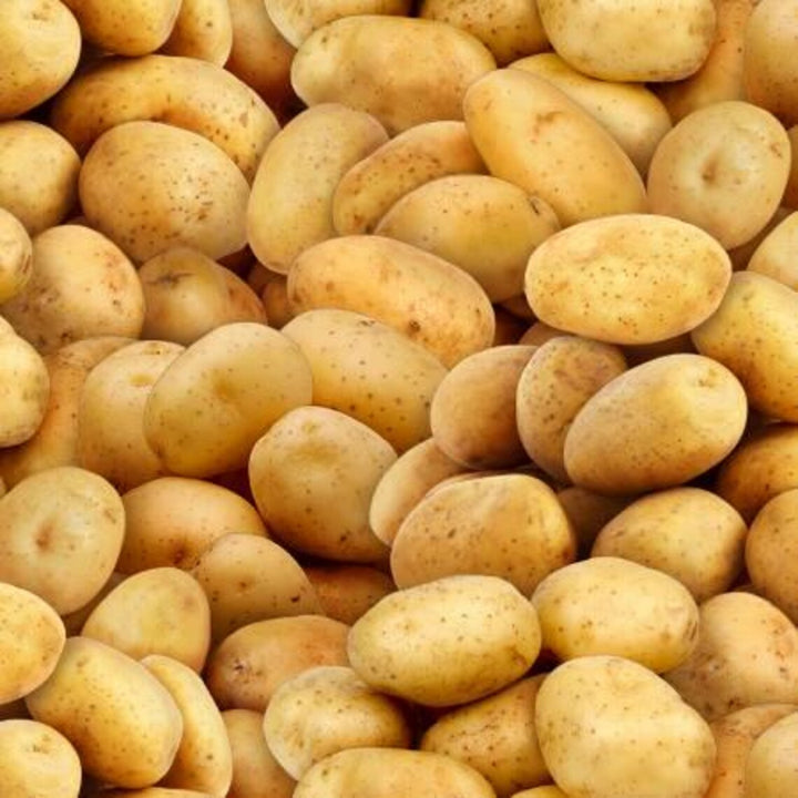Potatoes Fabric, Sold by the Half Yard, 575E-GLD Elizabeth Studios, Food Fabrics