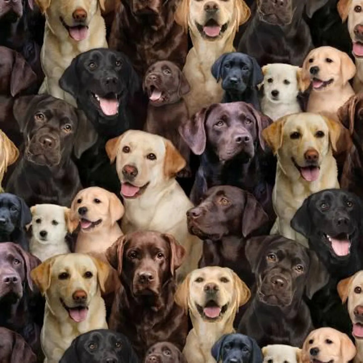 Labrador Fabric Sold by the Half Yard, Dogs by Elizabeth's Studio, # 686-MULTI Labrador Dog fabric gift quilt, Chocolate Lab, Black Lab