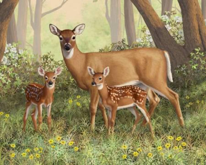Whitetail Deer Fabric Panel 35"x43", AL43501C1 Doe and Fawns fabric panel by David Textiles, Deer Doe Buck Quilt Wall Hanging