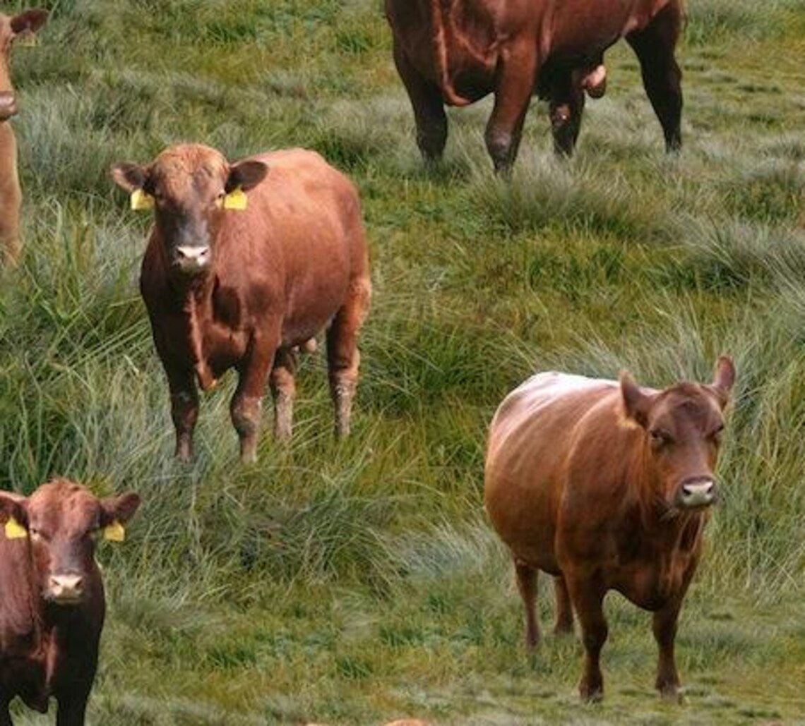 Red Angus Cows Fabric Sold by the Half Yard, KK Fabrics, Farm Cows Gifts Quilt Wall Hanging Placemat