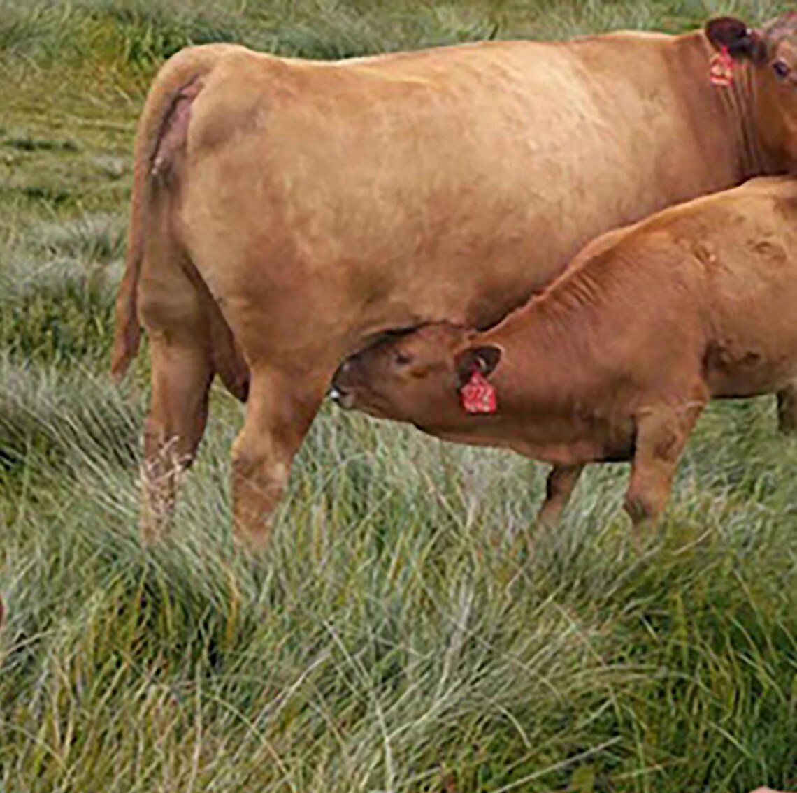 Red Angus Cows Fabric Sold by the Half Yard, KK Fabrics, Farm Cows Gifts Quilt Wall Hanging Placemat