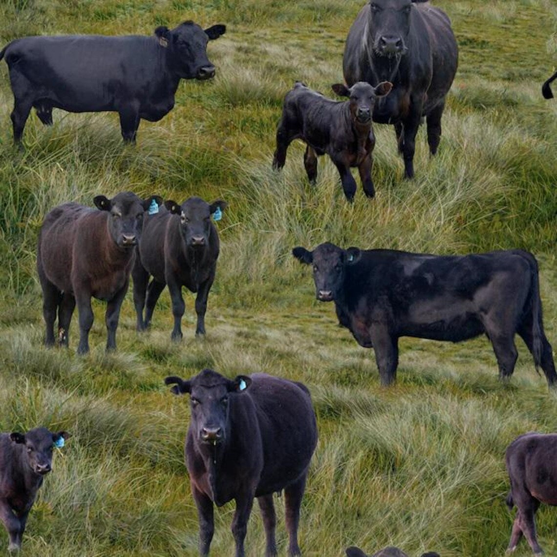 Black Angus Cows Fabric Sold by the Half Yard, KK Fabrics, Farm Cows Gifts Quilt Wall Hanging Placemat