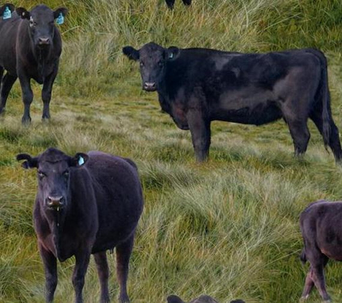 Black Angus Cows Fabric Sold by the Half Yard, KK Fabrics, Farm Cows Gifts Quilt Wall Hanging Placemat