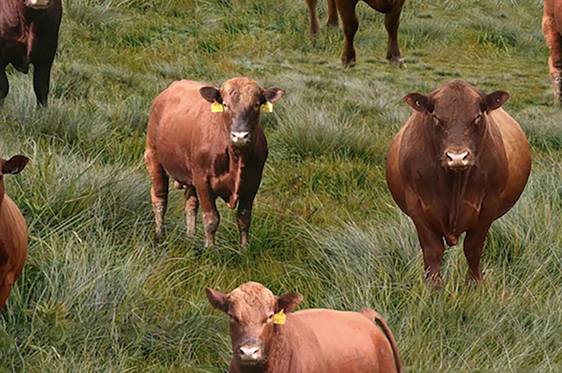 Red Angus Cows Fabric Sold by the Half Yard, KK Fabrics, Farm Cows Gifts Quilt Wall Hanging Placemat
