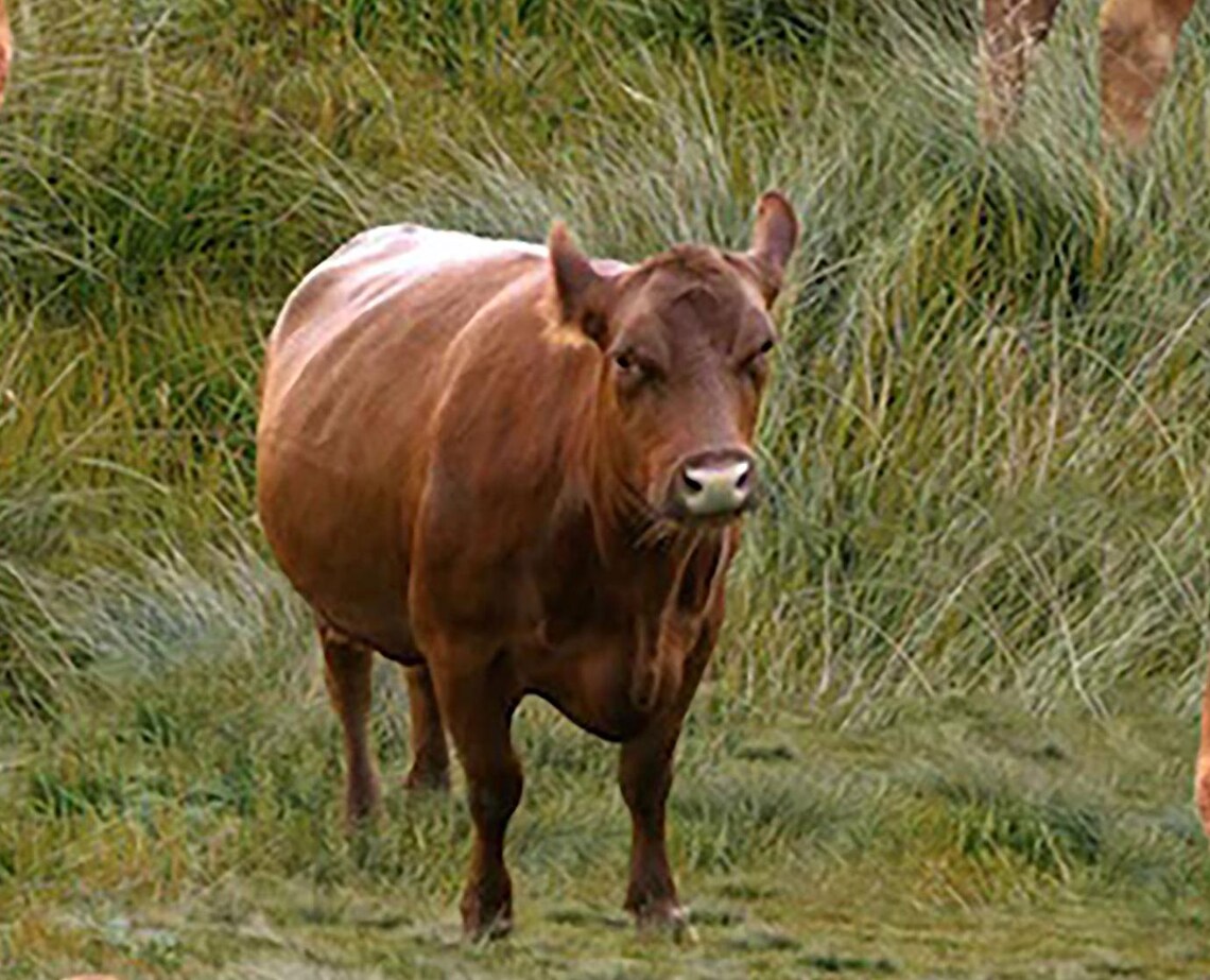 Red Angus Cows Fabric Sold by the Half Yard, KK Fabrics, Farm Cows Gifts Quilt Wall Hanging Placemat