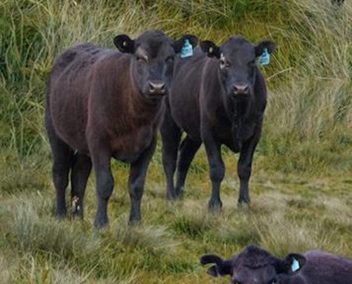 Black Angus Cows Fabric Sold by the Half Yard, KK Fabrics, Farm Cows Gifts Quilt Wall Hanging Placemat