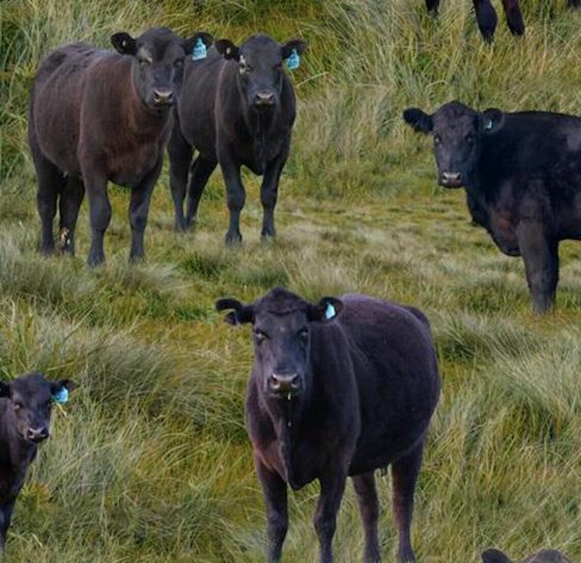 Black Angus Cows Fabric Sold by the Half Yard, KK Fabrics, Farm Cows Gifts Quilt Wall Hanging Placemat