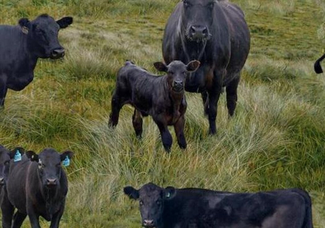 Black Angus Cows Fabric Sold by the Half Yard, KK Fabrics, Farm Cows Gifts Quilt Wall Hanging Placemat