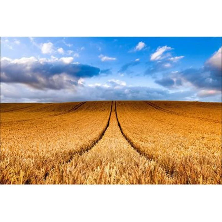 Wheat Fabric Panel 44"x26", Hoffman Fabric Panel, Wheat Farm Fabric, Country Fabric, Digital Fabric Panel