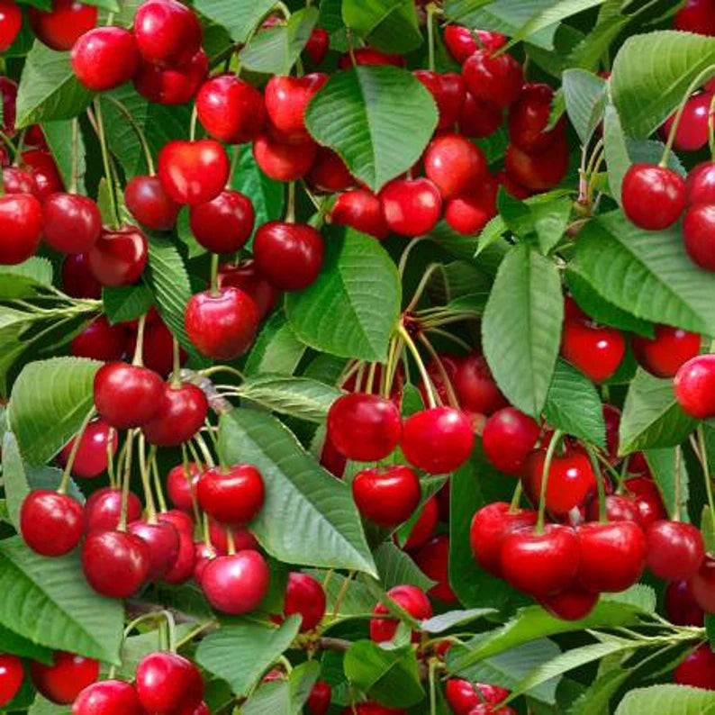 Cherries on Vine Fabric, Sold by the Half Yard, Elizabeth Studios, Food Fabrics