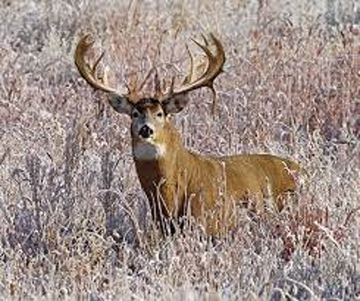 White Tail Deer Fabric Panel 43"x36", PD7377 King's Camo by Riley Black Designs, Deer Quilt