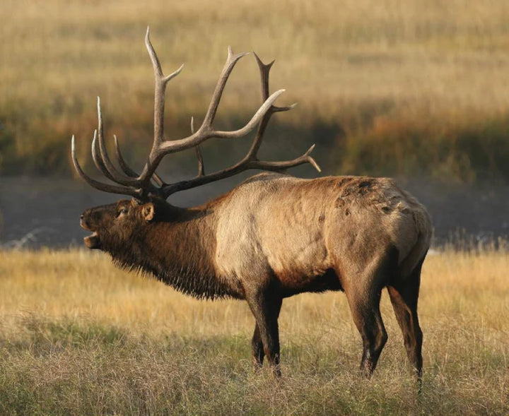 Elk Fabric Panel 43"x36", PD7377 King's Camo by Riley Black Designs, Elk Bugling Quilt Wall Hanging