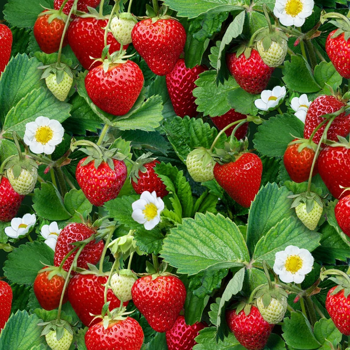 Strawberries Fabric, Sold by the Half Yard, 507E-GRN Elizabeth Studios, Food Fabrics, Food Quilt, Strawberries Table Runner Placemats