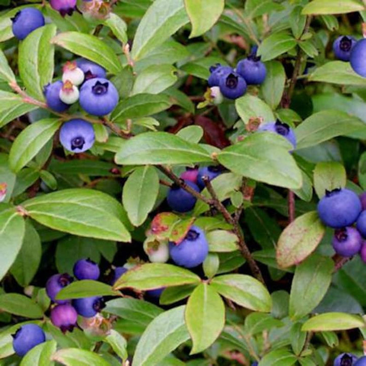 Bush Blueberries Fabric, Sold by the Half Yard, 151E-GRN Elizabeth Studios, Food Fabrics, Food Quilt, Blueberries Table Runner Placemats