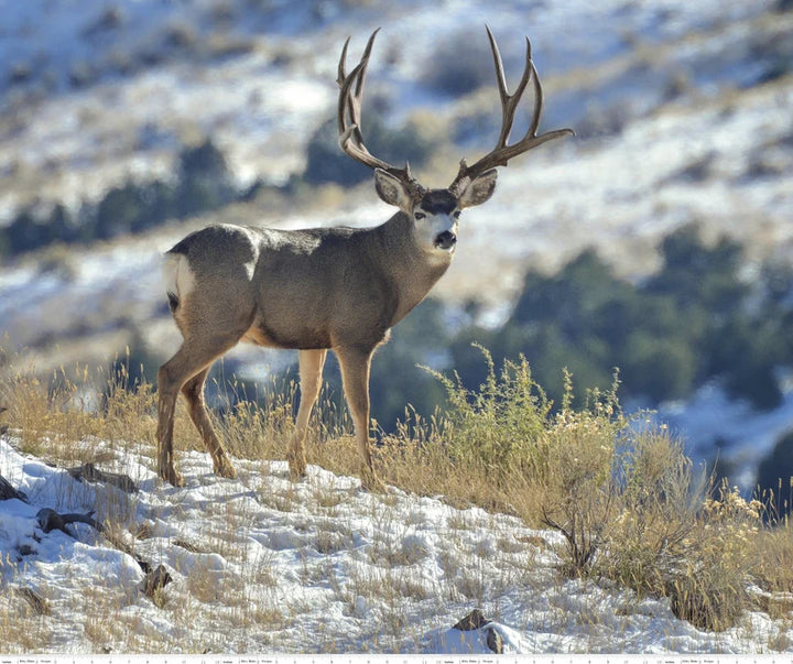 Mule Deer Fabric Panel 43"x36", PD7376 King's Camo by Riley Black Designs, Deer Gift Bed Quilt Queen Wall Hanging Hunter
