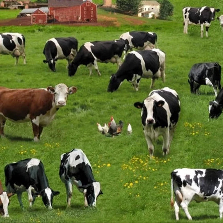 Cows Fabric Sold by the Half Yard, 337-Green Elizabeth's Studio, Holstein Farm Cows Gifts Quilt Wall Hanging Placemat