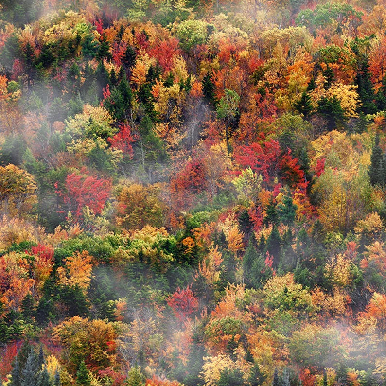 Quilt Kit Moose 60"x72", Moose Quilt Kit featuring Hoffman Fabrics, Wildlife Moose Outdoors Bed Quilt Queen