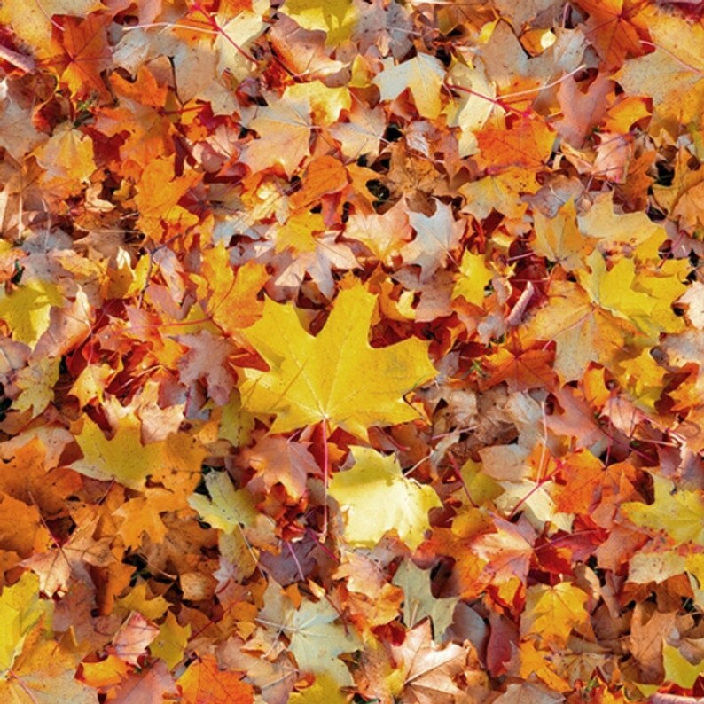 Quilt Kit Fall Forest 56"x70", Hoffman Fabrics, Fall Leaves Autumn Gift Quilt Wall Hanging Lap Queen