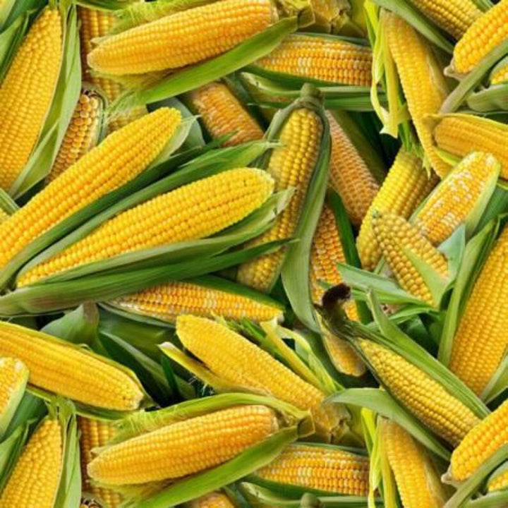 Corn on the Cob Fabric, Sold by the Half Yard, 435E-YLW Elizabeth Studios, Food Fabrics
