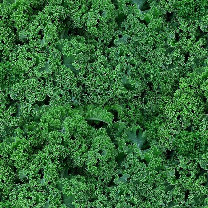 Kale Fabric, Sold by the Half Yard, 642E-GREEN Elizabeth Studios, Food Fabrics