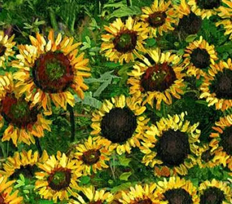 Farmall Coordinating Sunflower Fabric 1/2 yard, Golden Yellow Sunflowers, Farm Tractor Bed Quilt Wall Hanging
