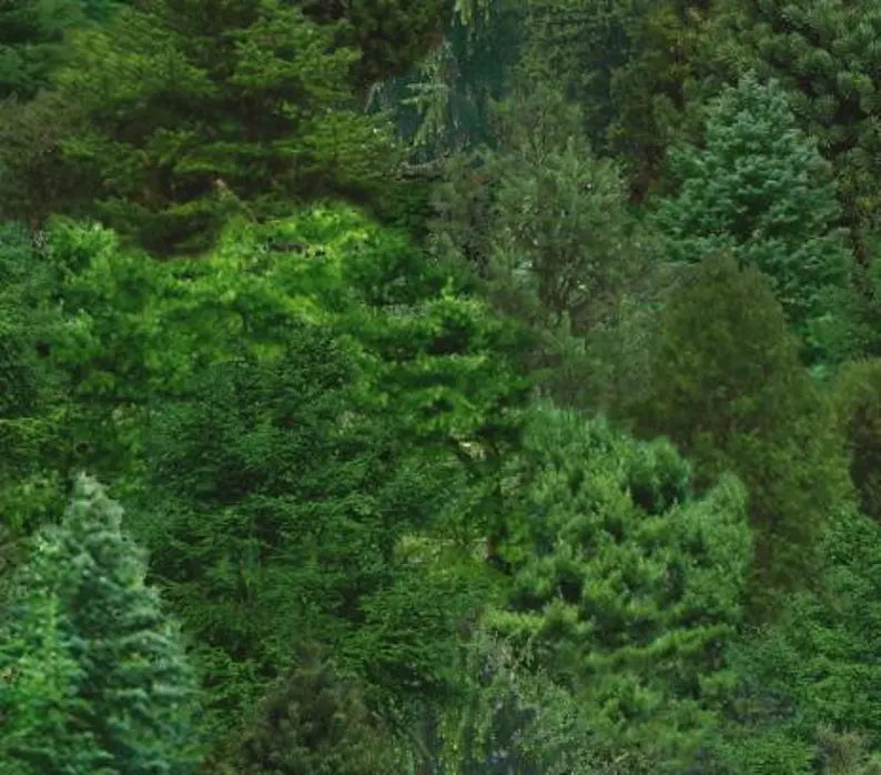 Forest Fabric 1/2 yard, # 176-Green by Elizabeth Studios, Landscape Forest Evergreen Trees, Landscape Fabrics, Forest Bed Gift Quilt Wall