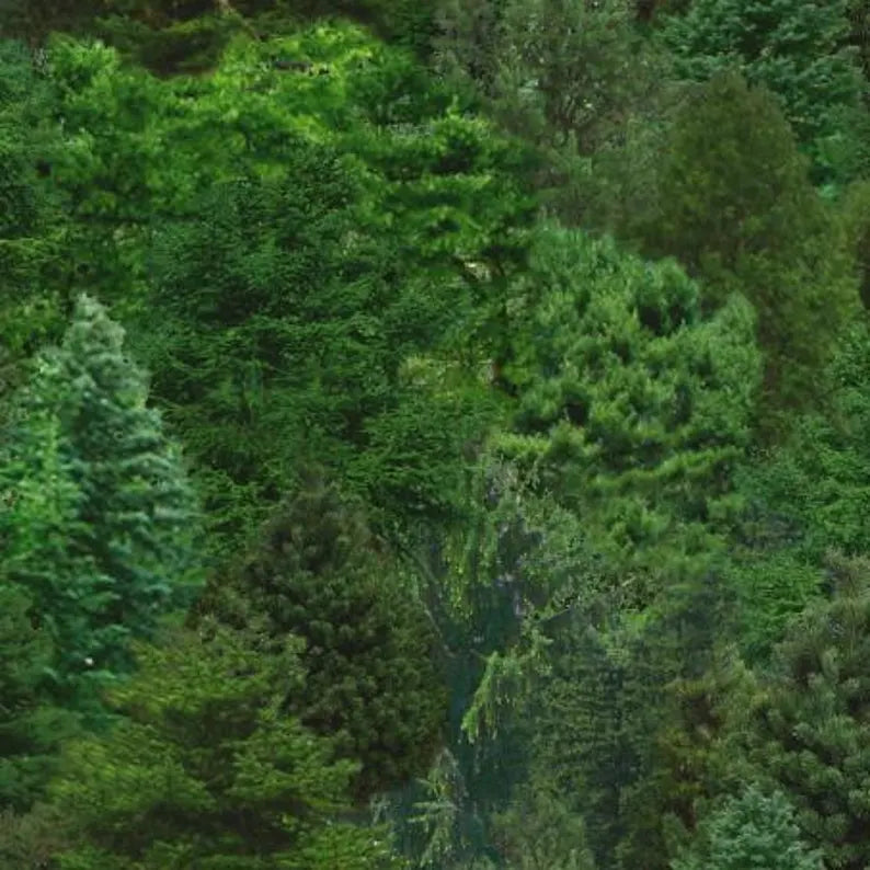 Forest Fabric 1/2 yard, # 176-Green by Elizabeth Studios, Landscape Forest Evergreen Trees, Landscape Fabrics, Forest Bed Gift Quilt Wall