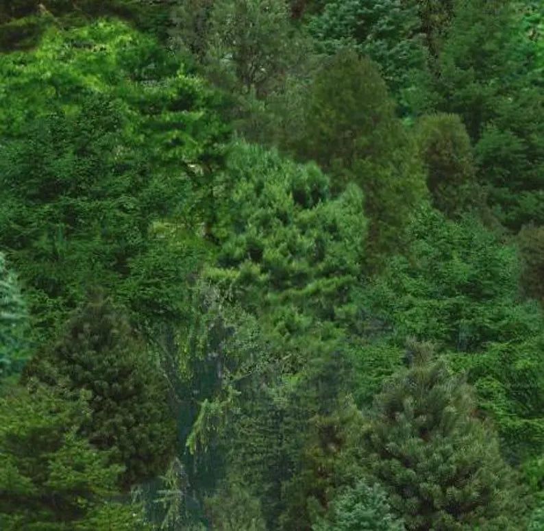 Forest Fabric 1/2 yard, # 176-Green by Elizabeth Studios, Landscape Forest Evergreen Trees, Landscape Fabrics, Forest Bed Gift Quilt Wall