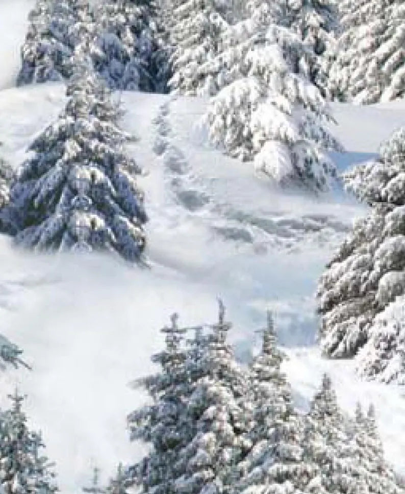 Snowy Forest Fabric 1/2 yard, # 215E-WHT by Elizabeth Studios, Landscape Snowy Forest Evergreen Trees, Winter Forest Bed Gift Quilt