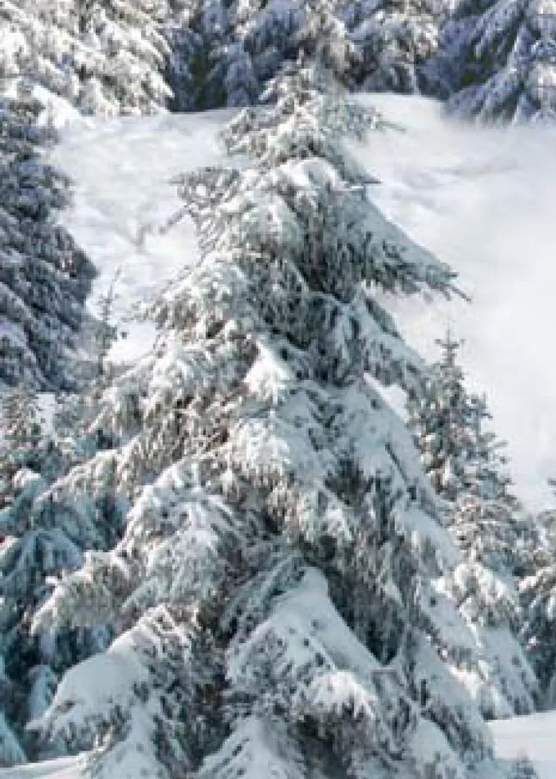 Snowy Forest Fabric 1/2 yard, # 215E-WHT by Elizabeth Studios, Landscape Snowy Forest Evergreen Trees, Winter Forest Bed Gift Quilt