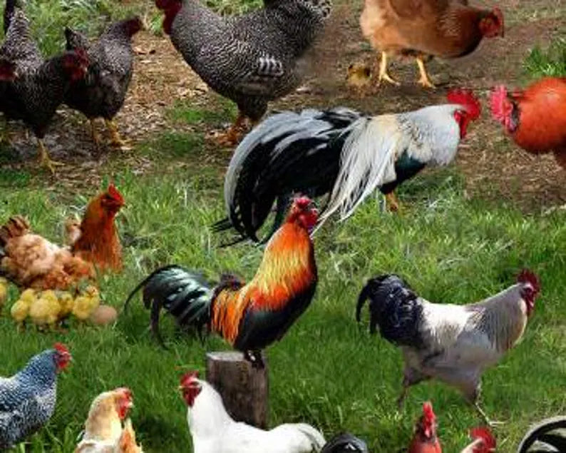 Chicken Fabric Sold by the Half Yard, 354-Green Elizabeth's Studio, Chickens Farm Gifts Quilt Wall Hanging Placemat