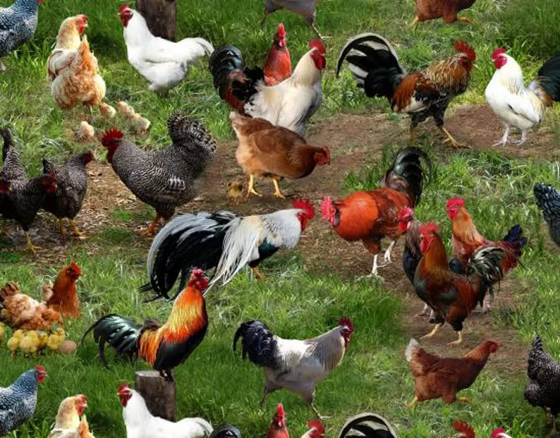 Chicken Fabric Sold by the Half Yard, 354-Green Elizabeth's Studio, Chickens Farm Gifts Quilt Wall Hanging Placemat
