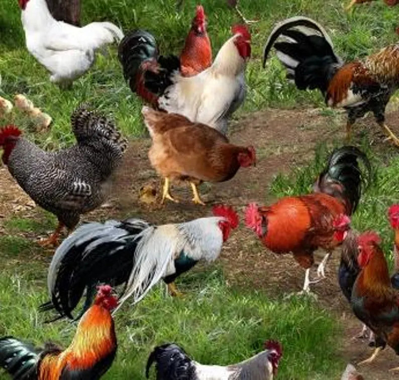 Chicken Fabric Sold by the Half Yard, 354-Green Elizabeth's Studio, Chickens Farm Gifts Quilt Wall Hanging Placemat