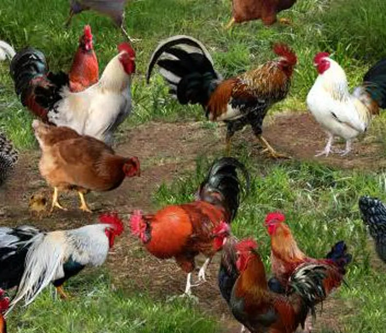 Chicken Fabric Sold by the Half Yard, 354-Green Elizabeth's Studio, Chickens Farm Gifts Quilt Wall Hanging Placemat