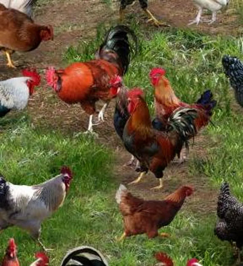 Chicken Fabric Sold by the Half Yard, 354-Green Elizabeth's Studio, Chickens Farm Gifts Quilt Wall Hanging Placemat