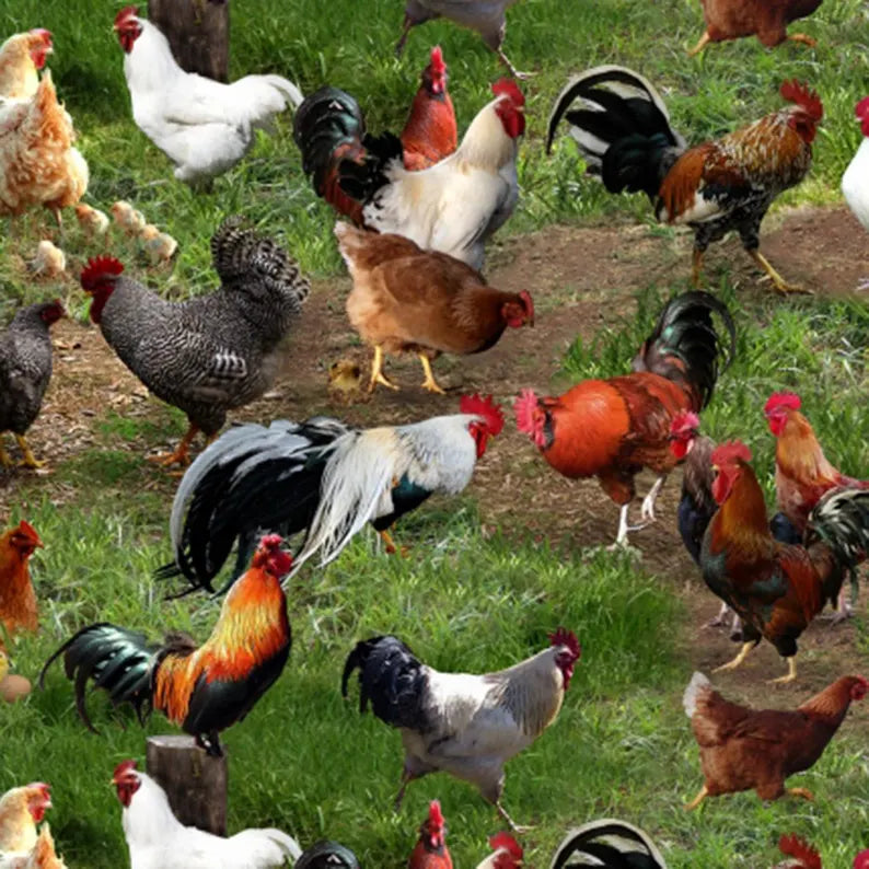 Chicken Fabric Sold by the Half Yard, 354-Green Elizabeth's Studio, Chickens Farm Gifts Quilt Wall Hanging Placemat